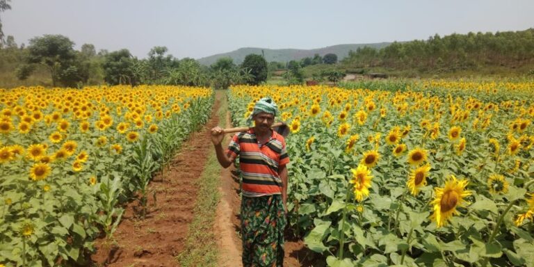 Sunflower  Cultivation brings Hope for the farmers of Koraput
