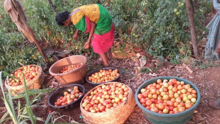 The Success story of Tomato Cultivation in Trellis System