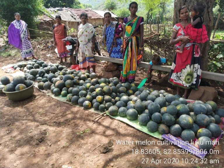 Watermelon Cultivation brought smile on the face of tribal farmers in Koraput