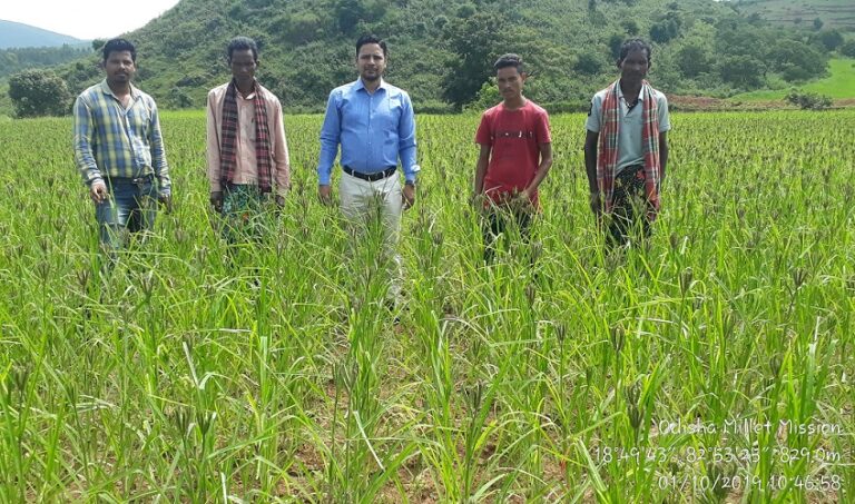 Millet farmer reaps good harvest and earns profit
