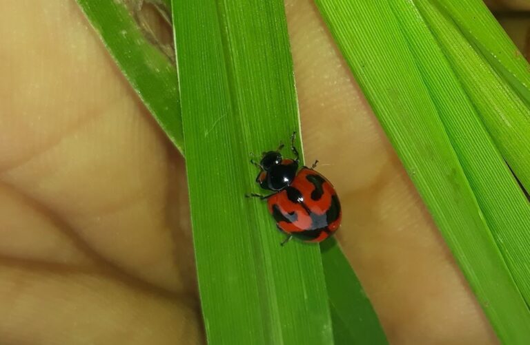 Lady Bird Beetle – Farmer’s Friend