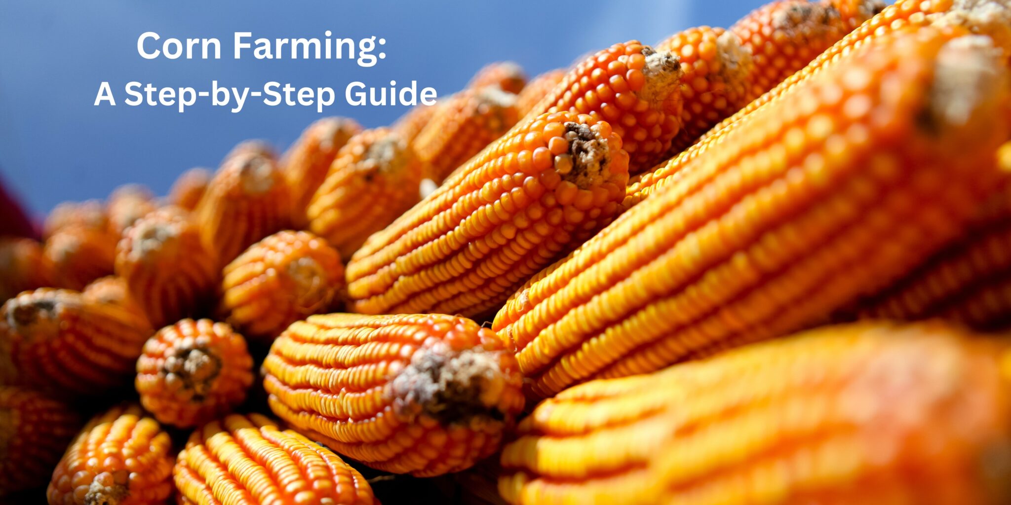 Corn Farming A StepbyStep Guide And How Can Technologies Help In It