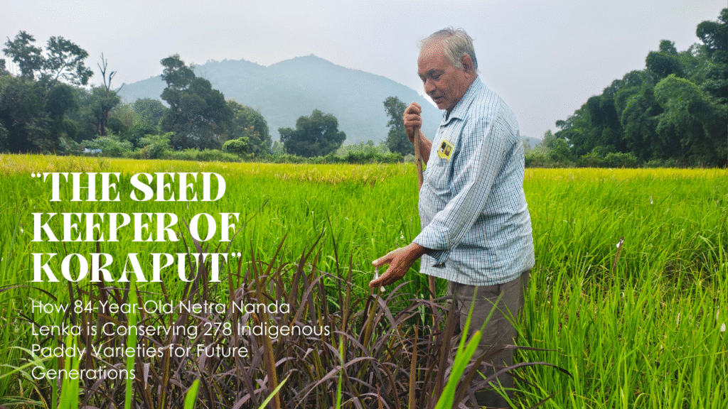 Indigenous Paddy Varieties