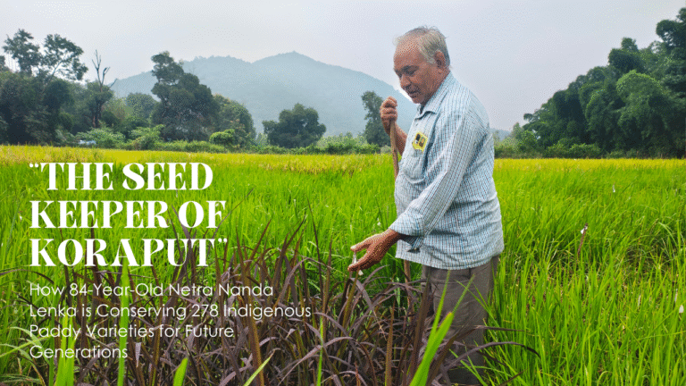 Indigenous Paddy Varieties