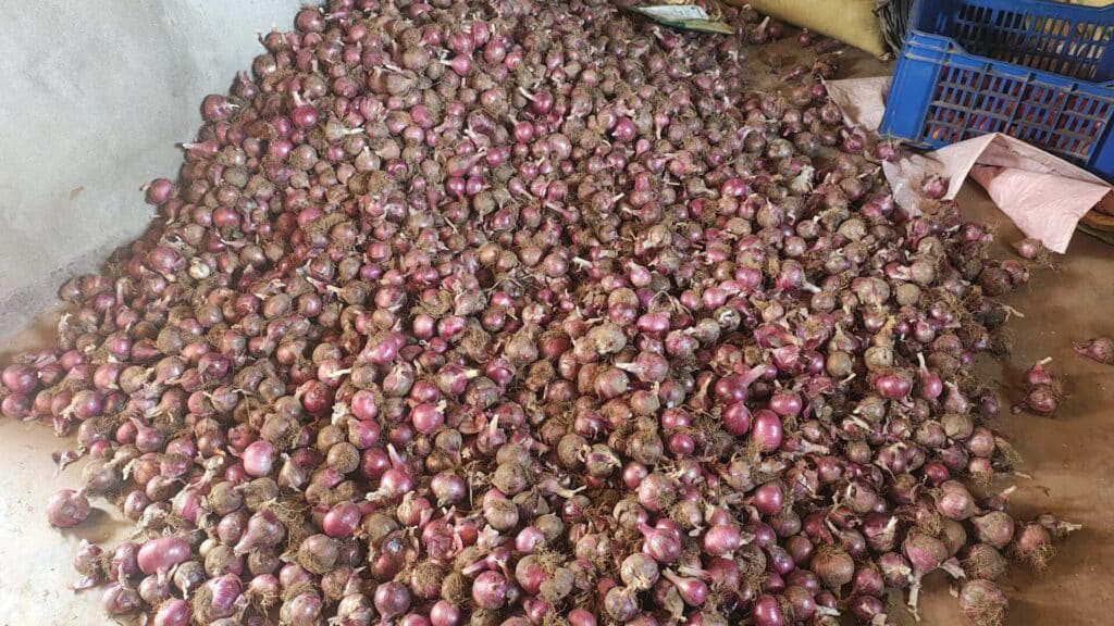 Harvested Onions of Duryodhana Pujari