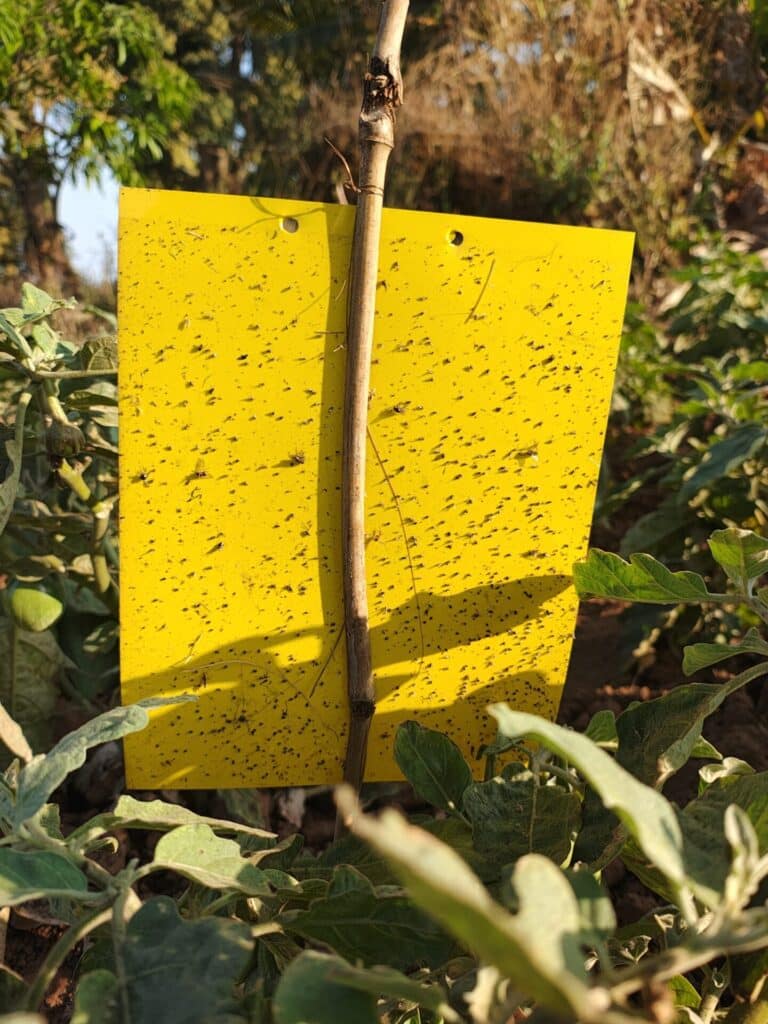 Installation of yellow sticky traps