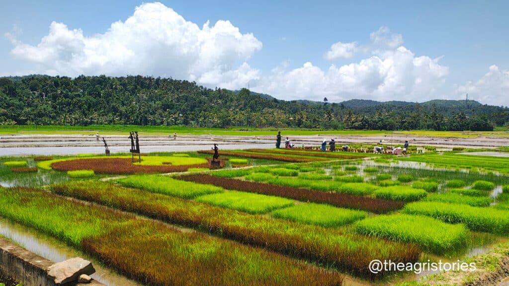 Desi Rice Varieties Biodiversity