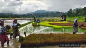 Thirunelly Agri Producer Company Ltd (TAPCO) Model of Agroecological Transformation